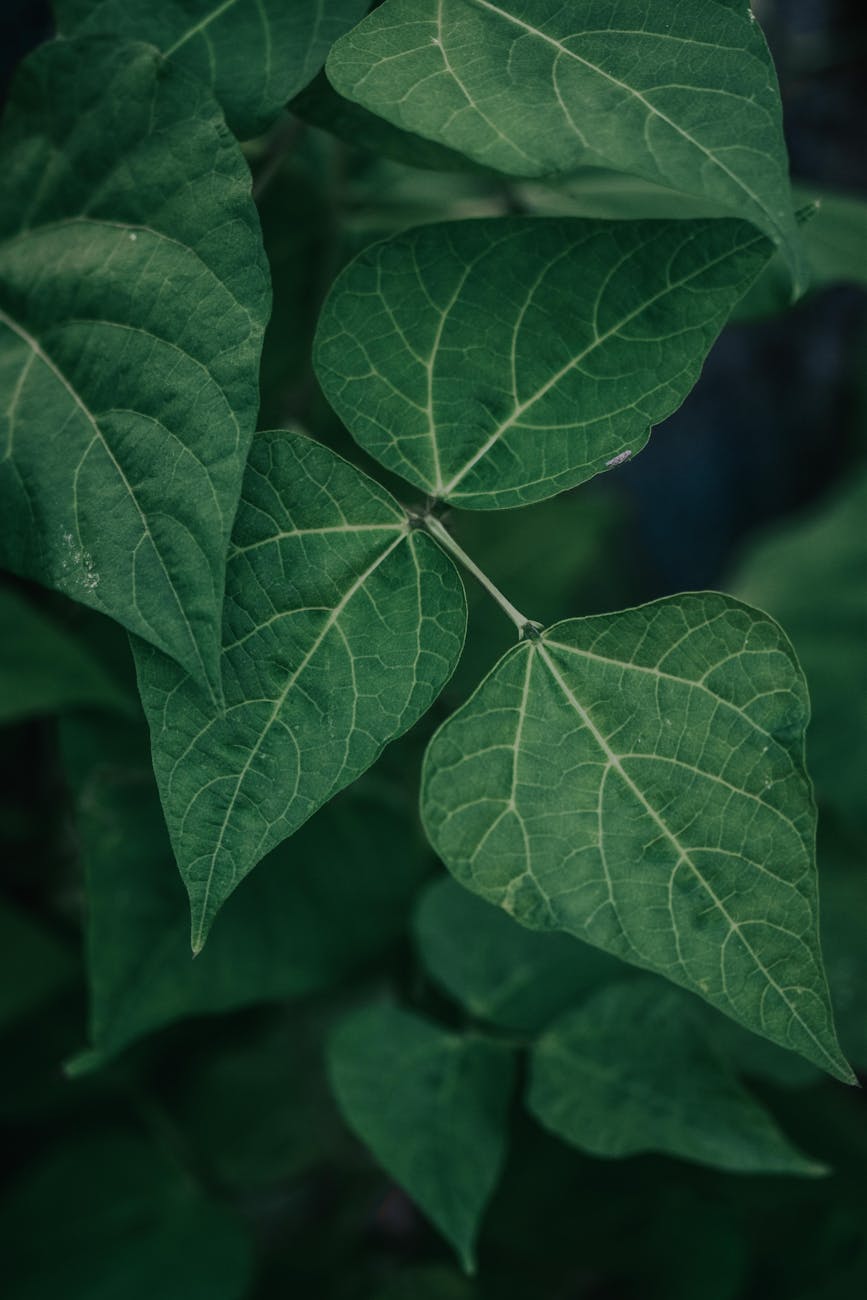 green leaves in close up
