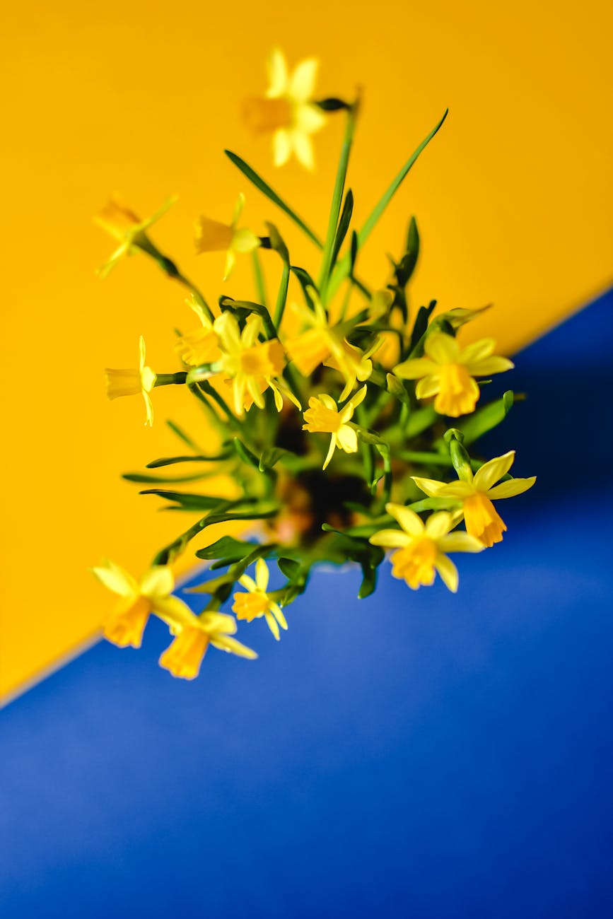 top view shot of yellow flowers on yellow and blue surface